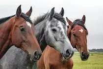Horses.jpg