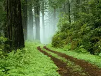 images/Forest.jpg