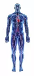 images/the-human-body-and-bones.jpg