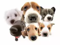 dog.jpg
