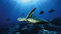 turtle.jpg
