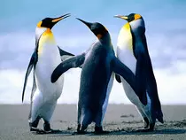 Imagenes/Penguins.jpg