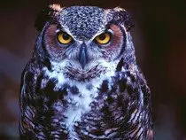 owls/Owl Wallpaper.jpg