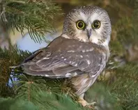 owls/owl_Wallpaper.jpg