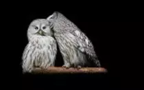 owls/sm_Owl Wallpaper 3.jpg