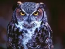 owls/sm_Owl Wallpaper.jpg
