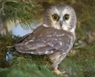 owls/sm_owl_Wallpaper.jpg