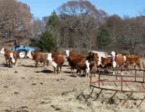 images/cattle 122009.jpg