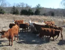 images/cattle 122009b.jpg