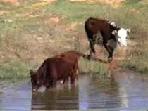 images/cattle3.jpg