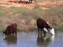 images/cattle4.jpg