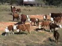 images/cattle5.jpg
