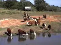 images/cattle6.jpg