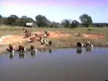 images/cattle7.jpg