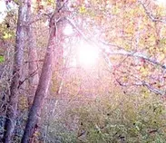 trees.jpg