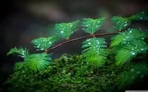 mossleaves.jpg