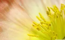 poppyyellow.jpg