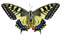 img/mariposa.png