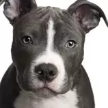 imagen/img_nombres_para_perros_pitbull_6708_600.jpg