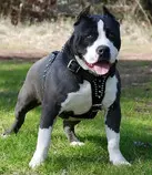 imagen/perros-pitbull-cadena.jpg