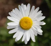 Final+Exam/flower.jpg