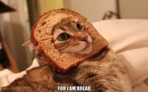 gato.jpg