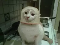 toast.jpg