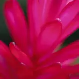 images/lik3.jpg