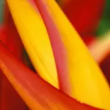 images/lik4.jpg