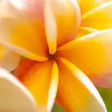 images/lik5.jpg