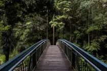 img_forest.jpg