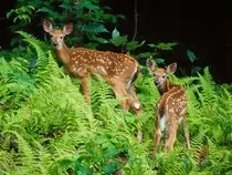 animales-del-bosque.jpg