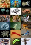 animales.png