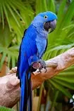 aves.jpg