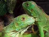 reptil.jpg