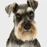 Schnauzer.jpg