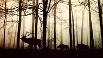 forest.jpg