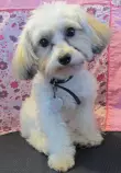 Pet Gallery/11 Athena.jpg