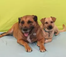 Pet Gallery/16 Mojo & Biscuit.jpg