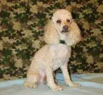 Pet Gallery/7 Prince.jpg