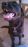 Pet Gallery/8 Libby.jpg
