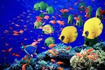 mod2_obligatoria/imagenes/peces.jpg