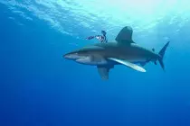 mod2_obligatoria/imagenes/tiburon.jpg