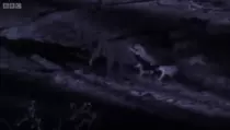 Photos/LionAttack.gif