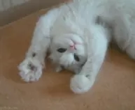 pictures/cat_open_close_paws_ani.gif