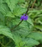 images/porterweed.jpg